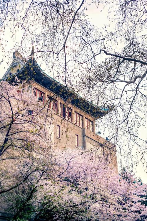 武汉大学樱花几月份开