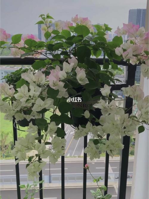 三角梅绿樱不上色的原因