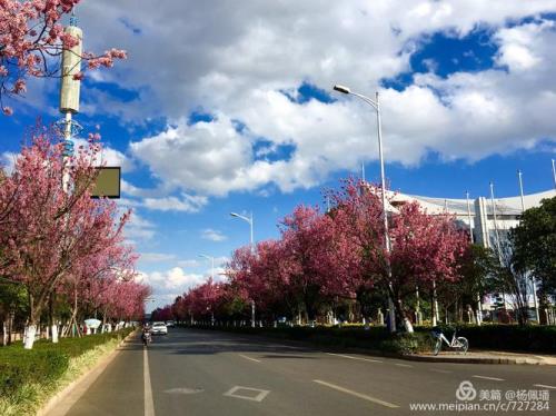 昆明樱花大道什么时候开