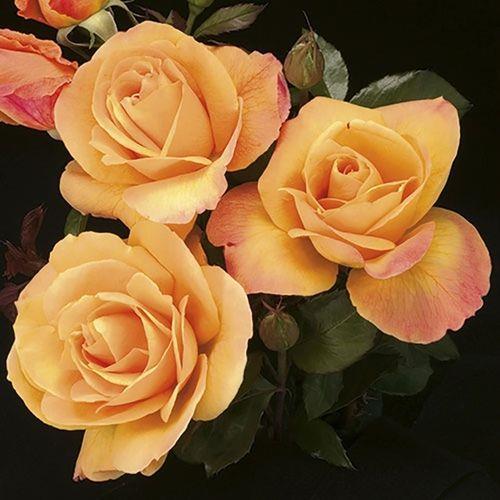月好花常在对仗