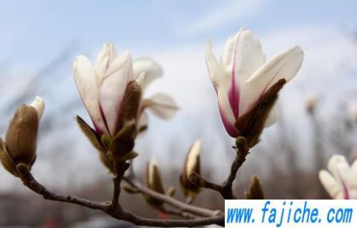 白玉兰开放的样子怎么写10个字