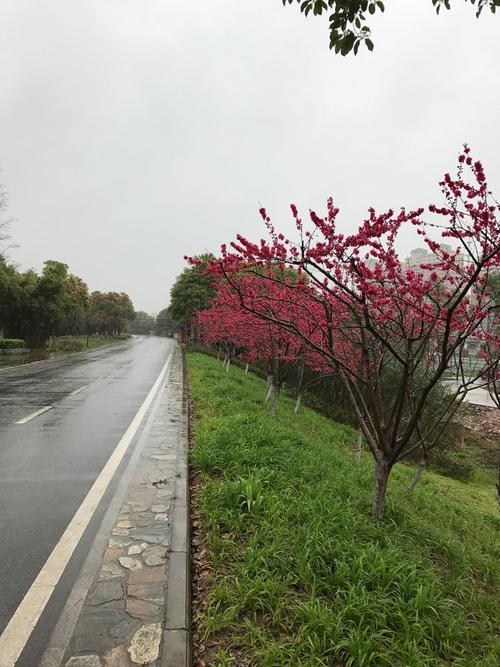 武汉东西湖适合周末开车的地方