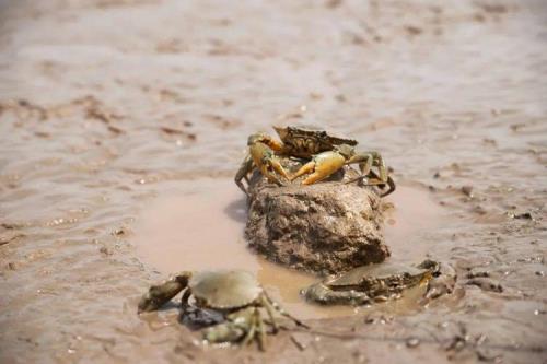 青蟹为什么在土里