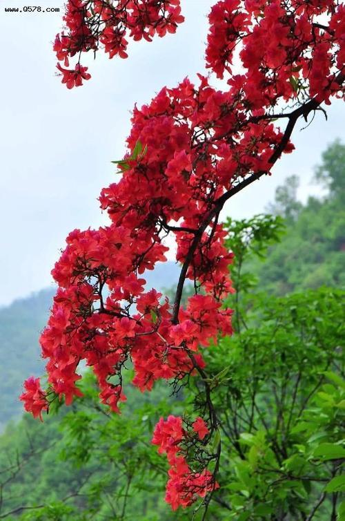 映山红什么季节开