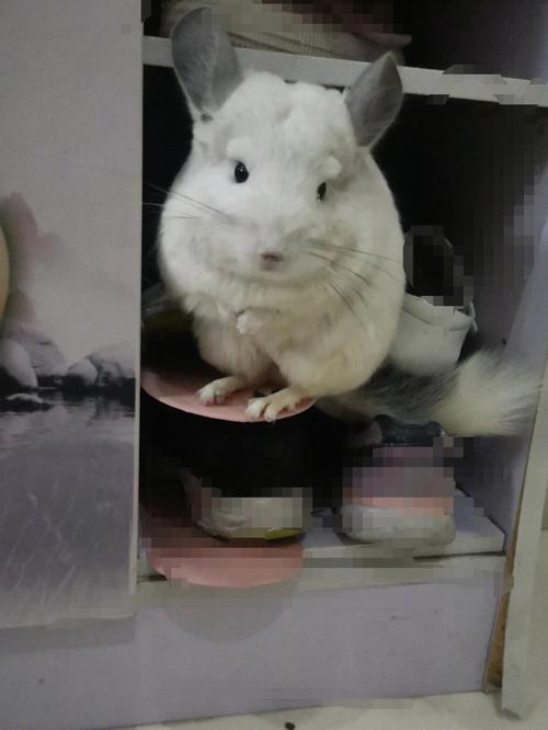 我家的龙猫到处乱尿怎么办