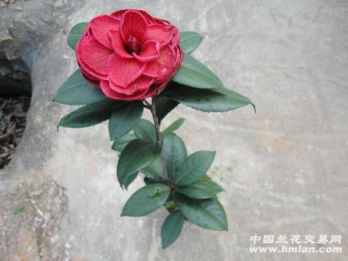 红叶贝拉和青叶贝拉哪个好