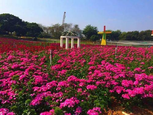 东莞十大赏花景点