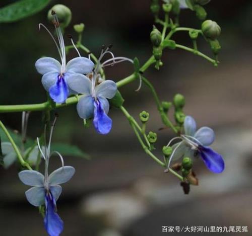 蓝蝴蝶是什么蓝蝴蝶是什么