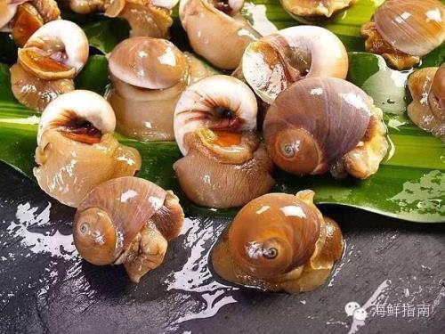 方斑东风螺和泥东风螺的区别