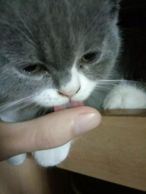 猫几个月舌头上才会有倒刺