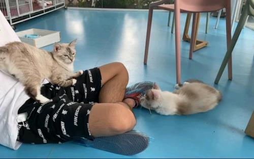 猫吃鞋带怎么处理