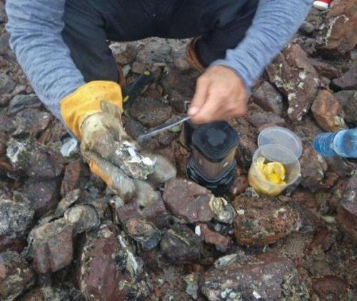 赶海是什么意思