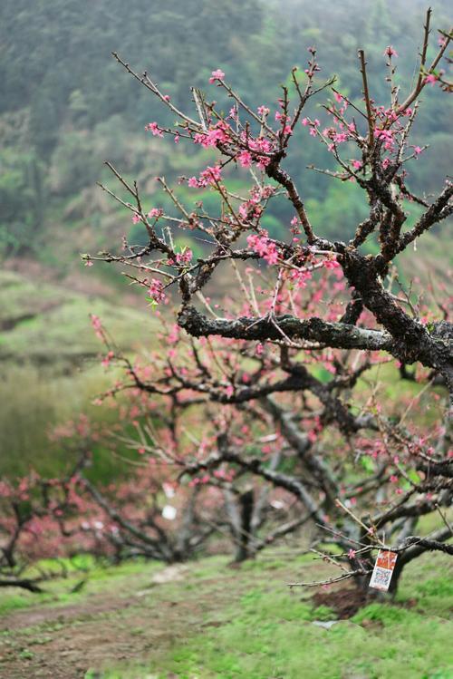 翁源李洞桃花开了吗