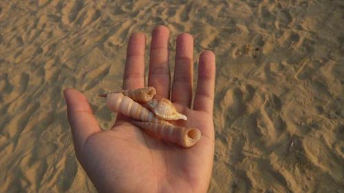 海边捡贝壳最佳地点