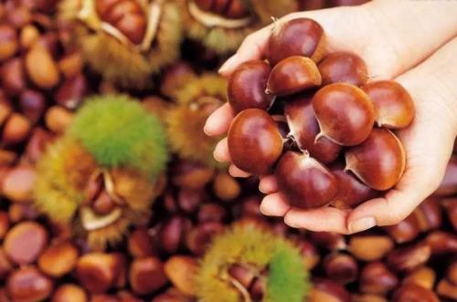 栗子属于什么类