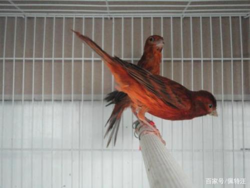 玉鸟为什么喂油菜