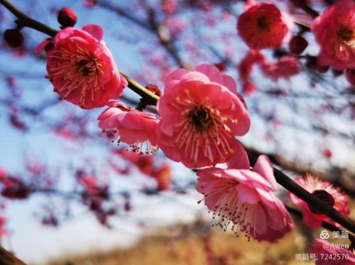 蚌埠梅园花什么时候开