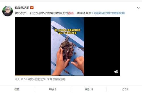 为什么鲨鱼没有藤壶