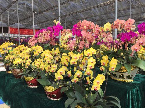 花都花市什么时候开