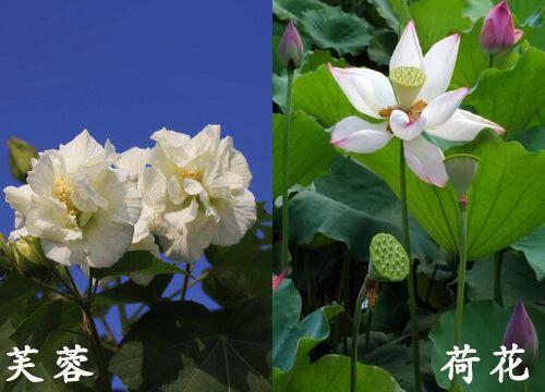 用三个有的描写一种花
