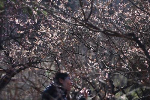 梅花山梅花什么时候谢