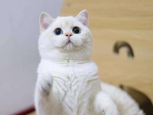 金点猫怎么看品相