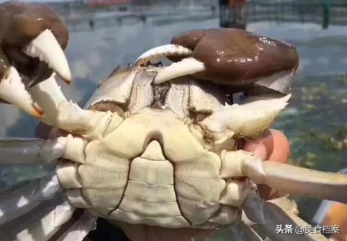 坚齿蟹有没有公母