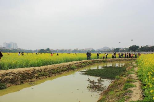 东莞市哪里有油菜花