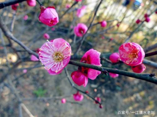 北京的梅花开了吗