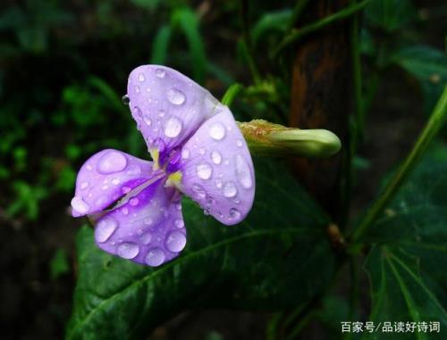 锦零豆花之歌的意思