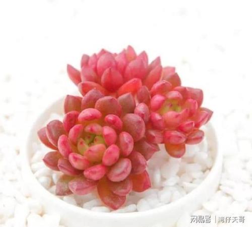 魔幻红宝石长势快吗