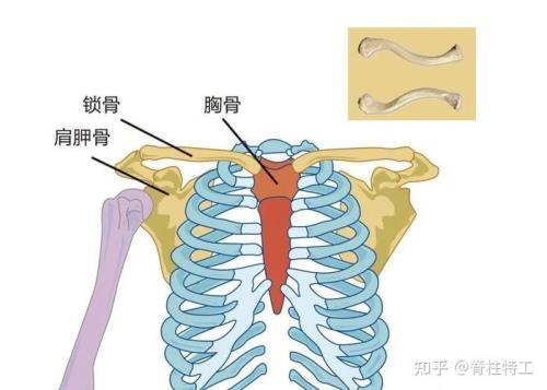 锁骨直的好看还是弯的