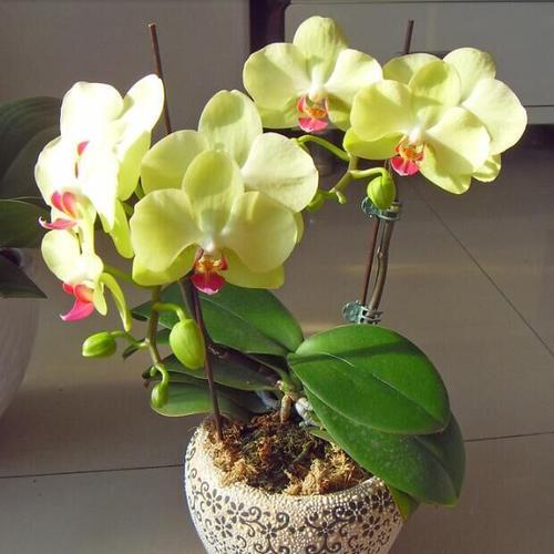 蝴蝶兰怎么养才能再次开花