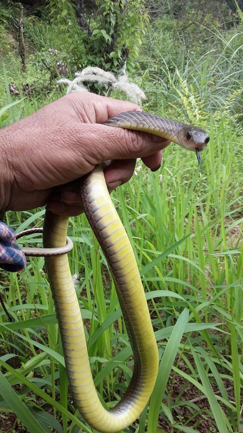 广西南蛇学名叫什么