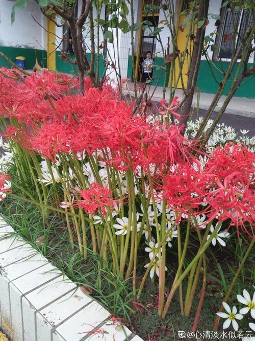 彼岸花能放在家里养吗