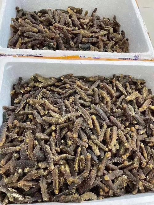 印尼海参好不好