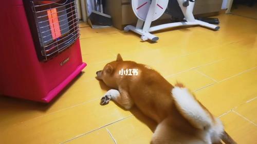 狗烤火嘴上前是什么意思