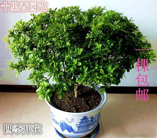 米兰什么时候可以移到室外