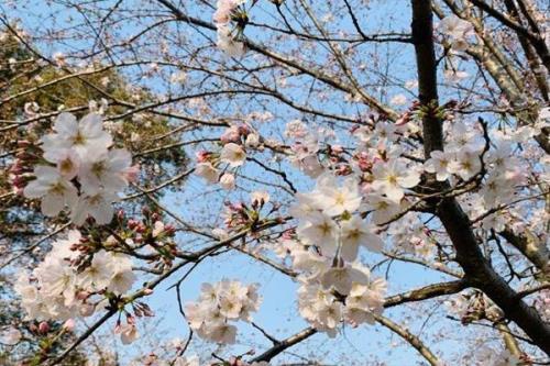 樱花开放的季节是什么时候