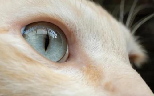 猫的眼睛可以看多远