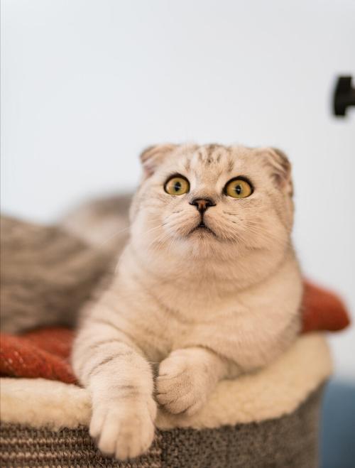 普通的折耳猫大概多少钱一只