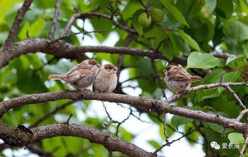 澜沧三哥唱的麻雀窝歌词