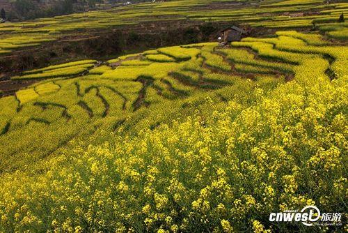 汉阴油菜花节是每年的什么时候