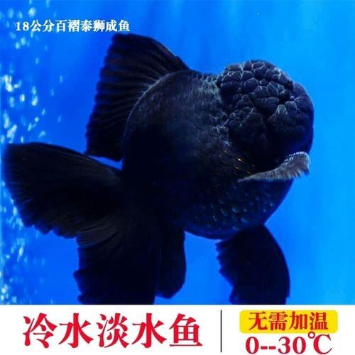 泰狮和国狮谁更好养