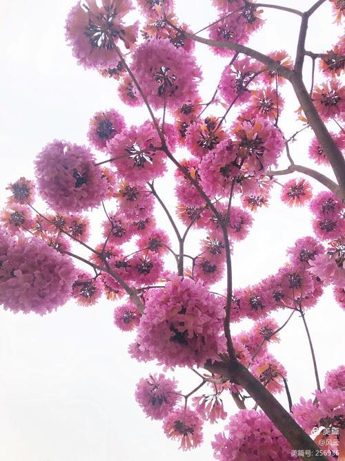 紫花风铃木哪里的好