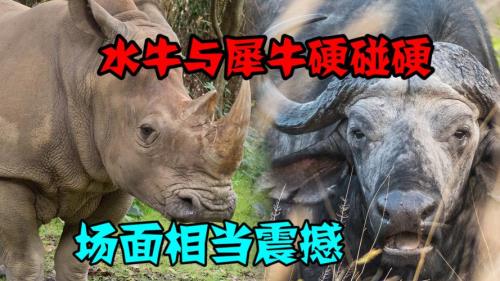 犀牛和水牛是不是同源