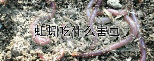 蚯蚓可以吃吗