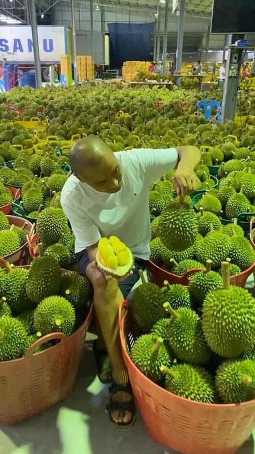 泰国榴莲什么季节成熟大量上市