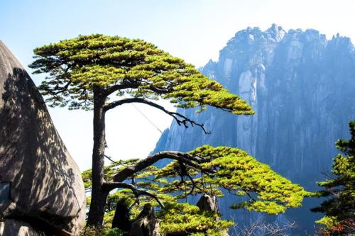 黄山迎客松在光明顶吗
