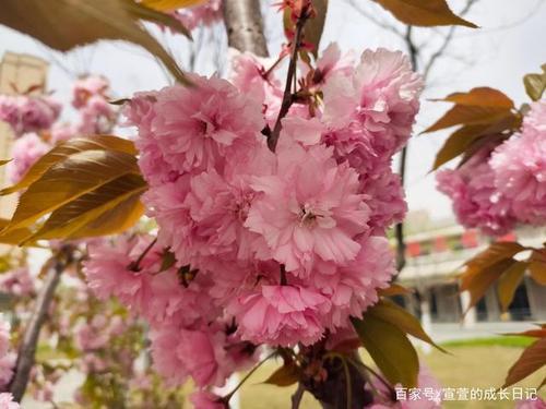 樱花的生长过程